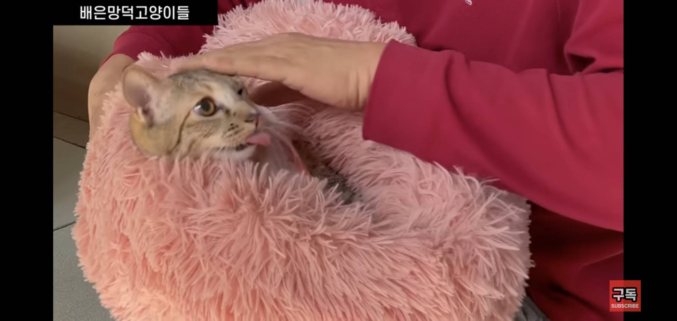 집 마당에 고양이가 나타나는 족족 다 잡아버리는 유튜버..jpg | 인스티즈