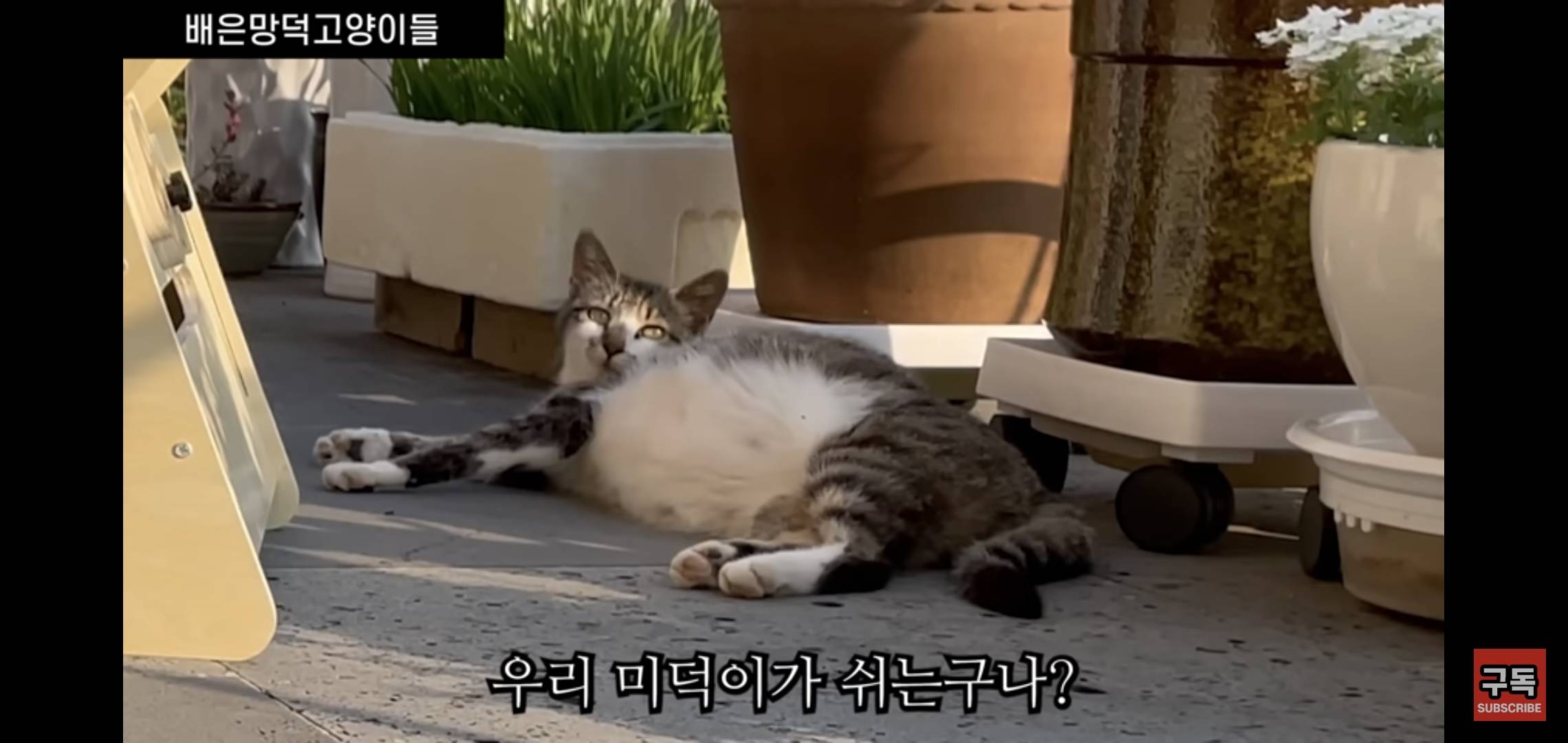 집 마당에 고양이가 나타나는 족족 다 잡아버리는 유튜버..jpg | 인스티즈