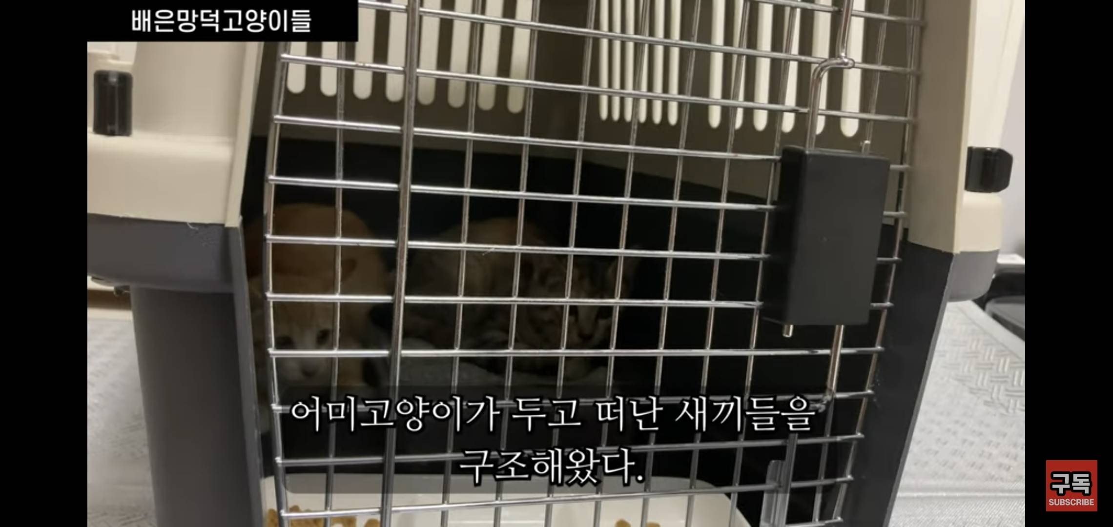 집 마당에 고양이가 나타나는 족족 다 잡아버리는 유튜버..jpg | 인스티즈