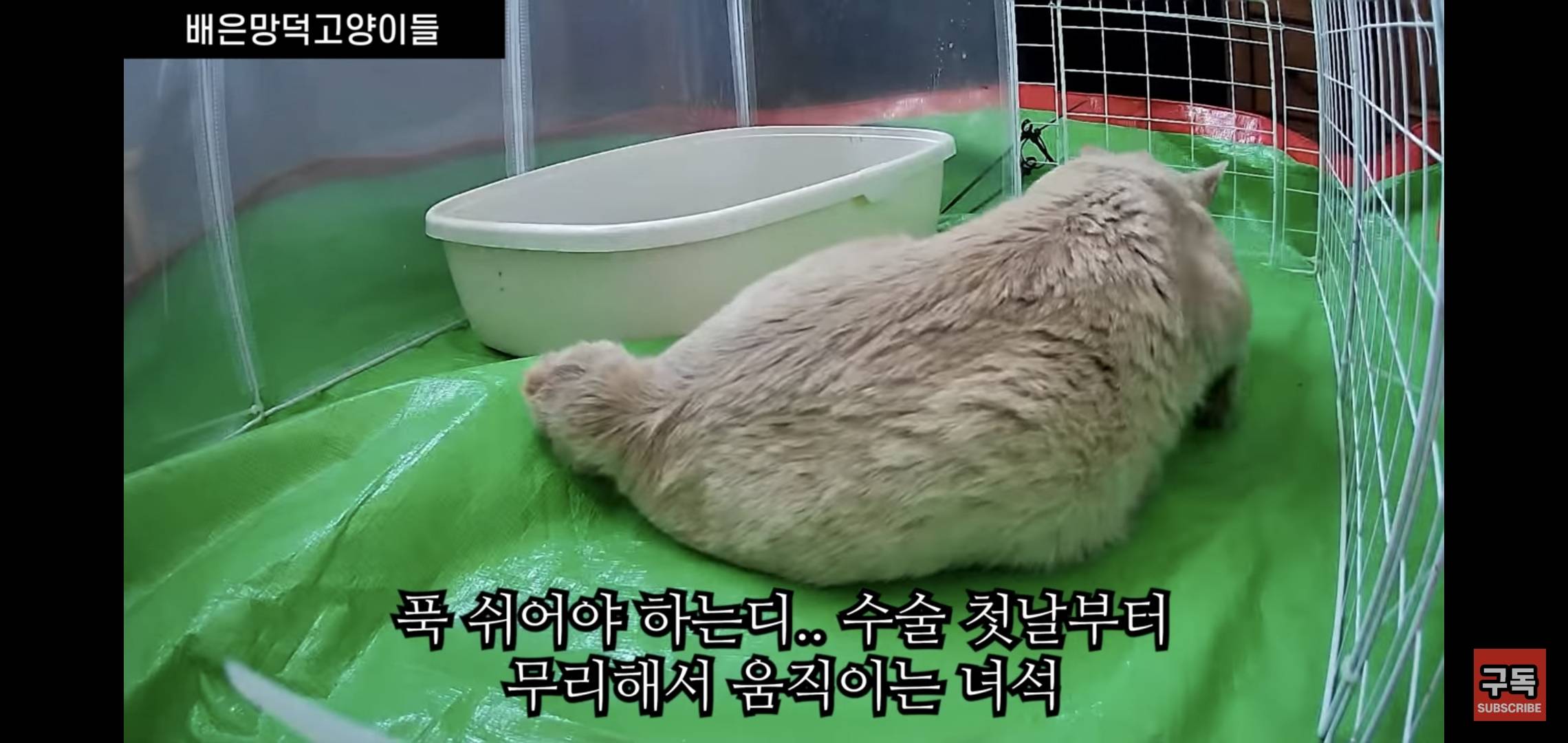 집 마당에 고양이가 나타나는 족족 다 잡아버리는 유튜버..jpg | 인스티즈