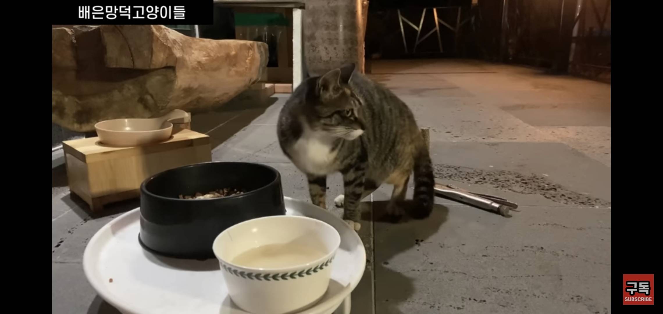 집 마당에 고양이가 나타나는 족족 다 잡아버리는 유튜버..jpg | 인스티즈