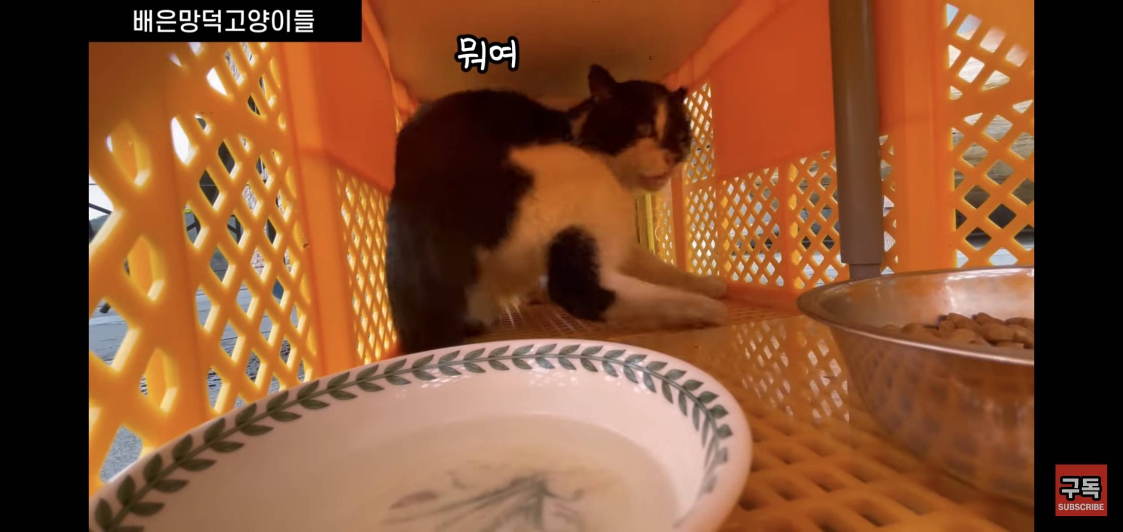 집 마당에 고양이가 나타나는 족족 다 잡아버리는 유튜버..jpg | 인스티즈