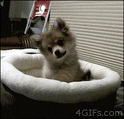 개들이 호기심 많을때 하는 행동 | 인스티즈