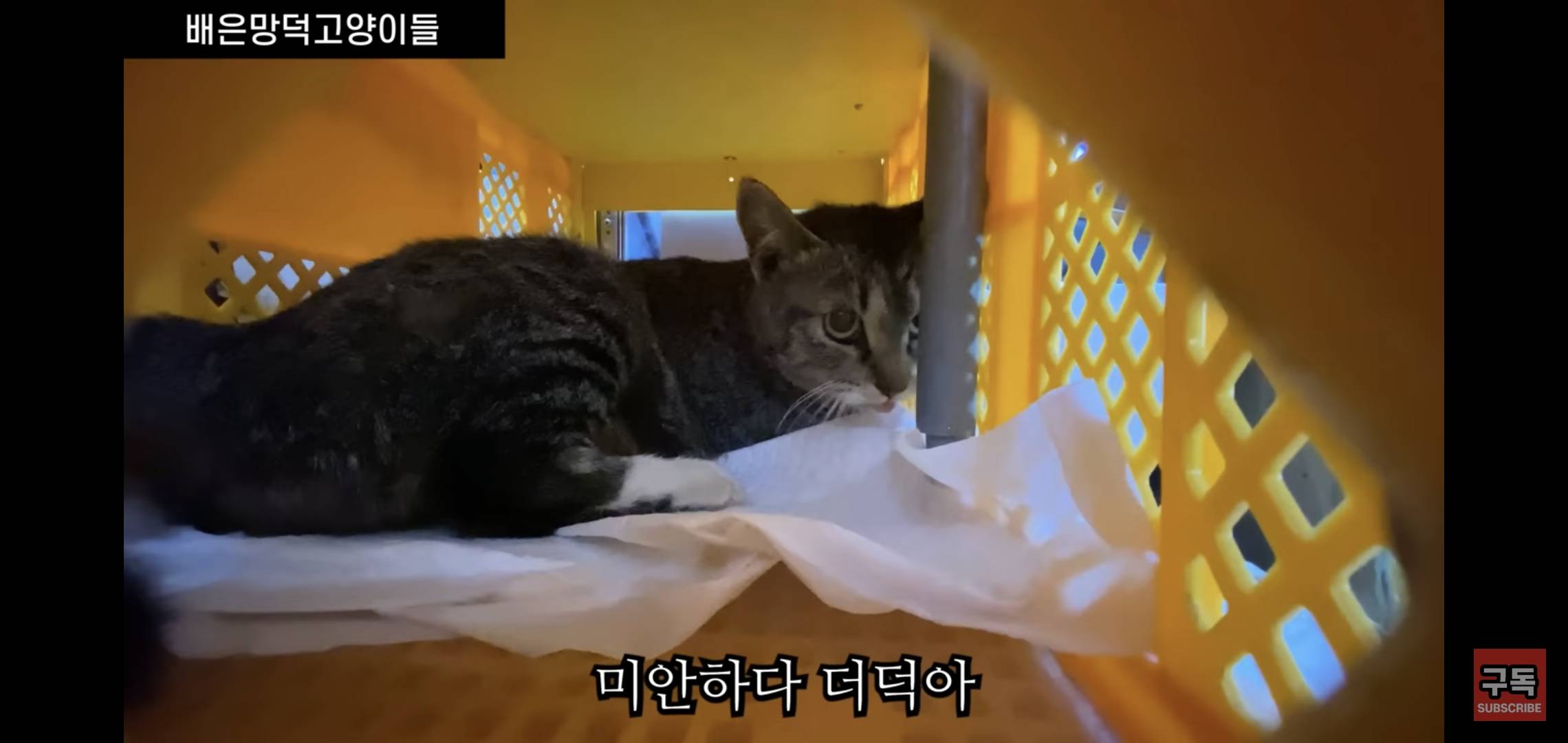 집 마당에 고양이가 나타나는 족족 다 잡아버리는 유튜버..jpg | 인스티즈