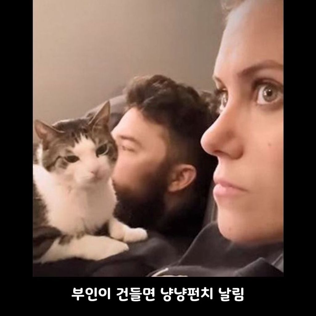 고양이가 남편만 좋아했던 이유 | 인스티즈
