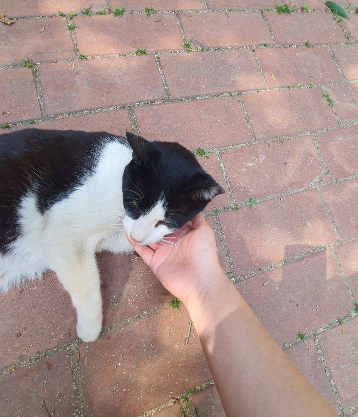 고양이랑 화해하는 법 아는 여시... + 화해 완!! ㅠㅠ | 인스티즈