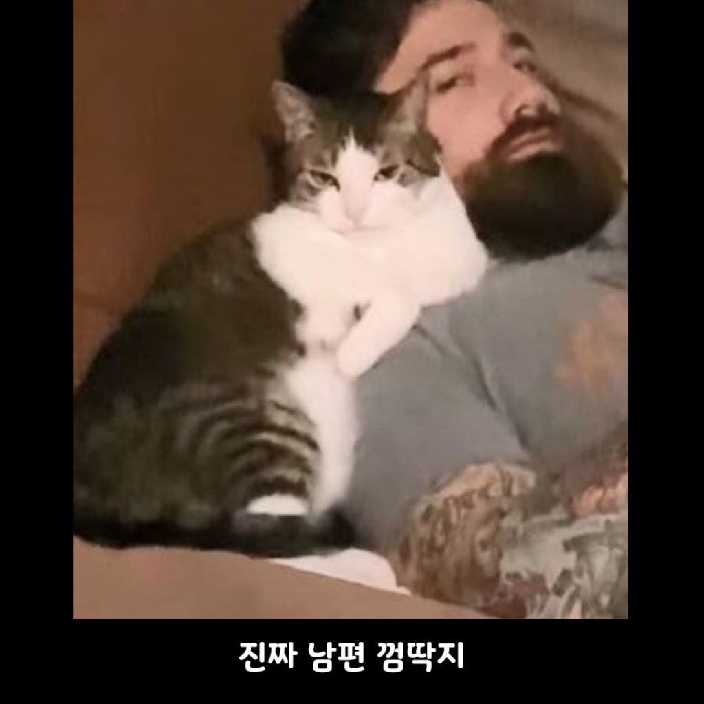 고양이가 남편만 좋아했던 이유 | 인스티즈