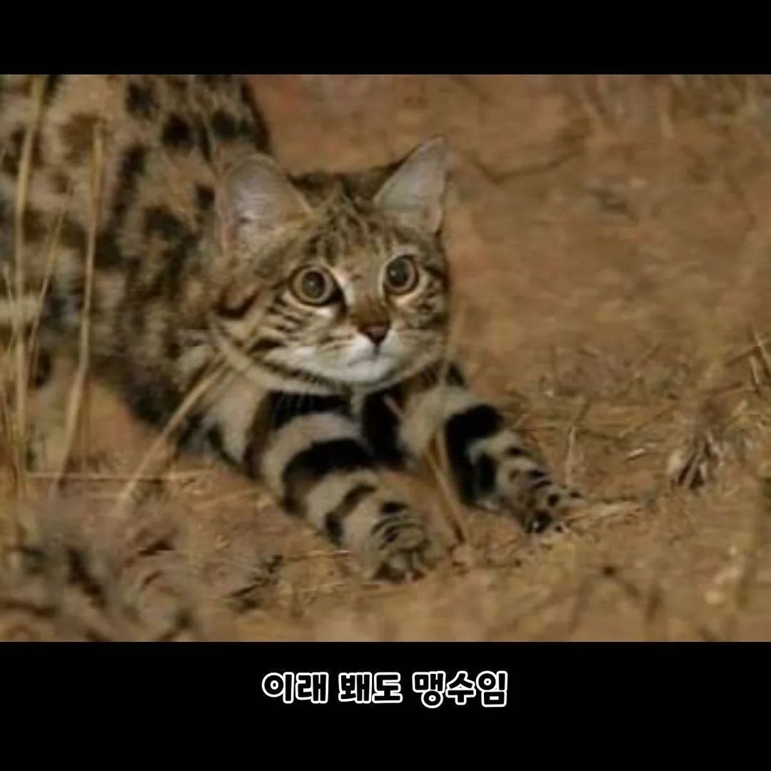 아프리카의 위험한 맹수 검은발 살쾡이 - 인스티즈(instiz) 오싹공포 카테고리