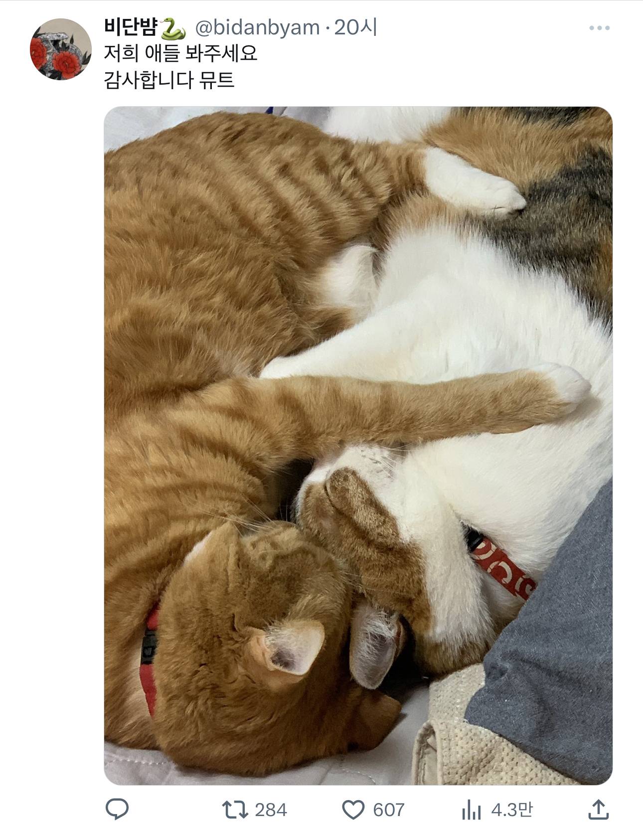 쉬는날 고양이랑 낮잠 잤는데 어지간히 마음에 들었는지 지맘대로 루틴에 넣어버렸다 | 인스티즈