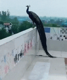 비랭하는 공작.gif | 인스티즈