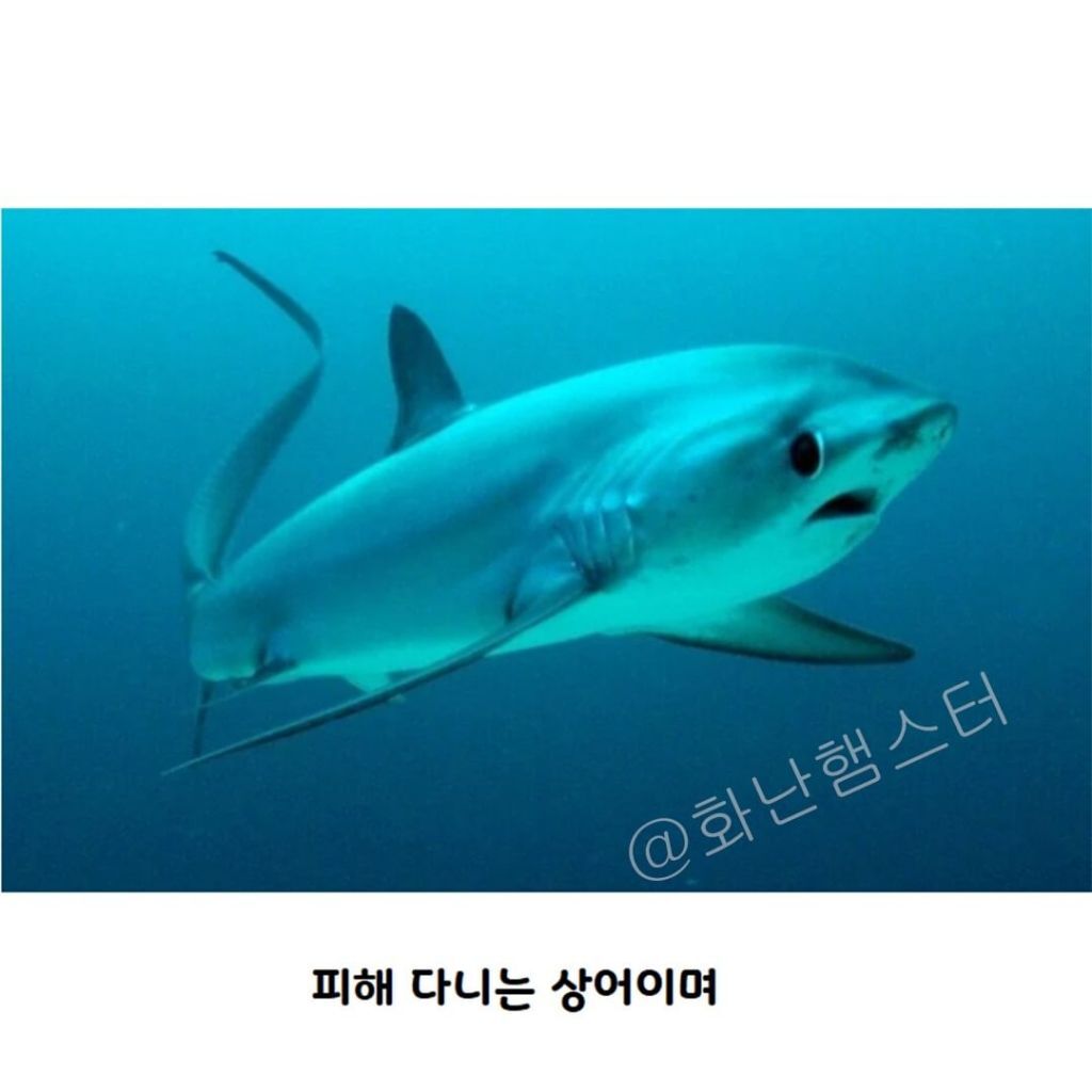 nokbeon.net-생긴걸로 오해받는 상어-3번 이미지
