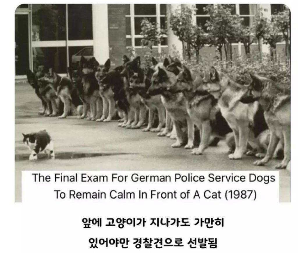 1980년대 독일 경찰견 시험 | 인스티즈