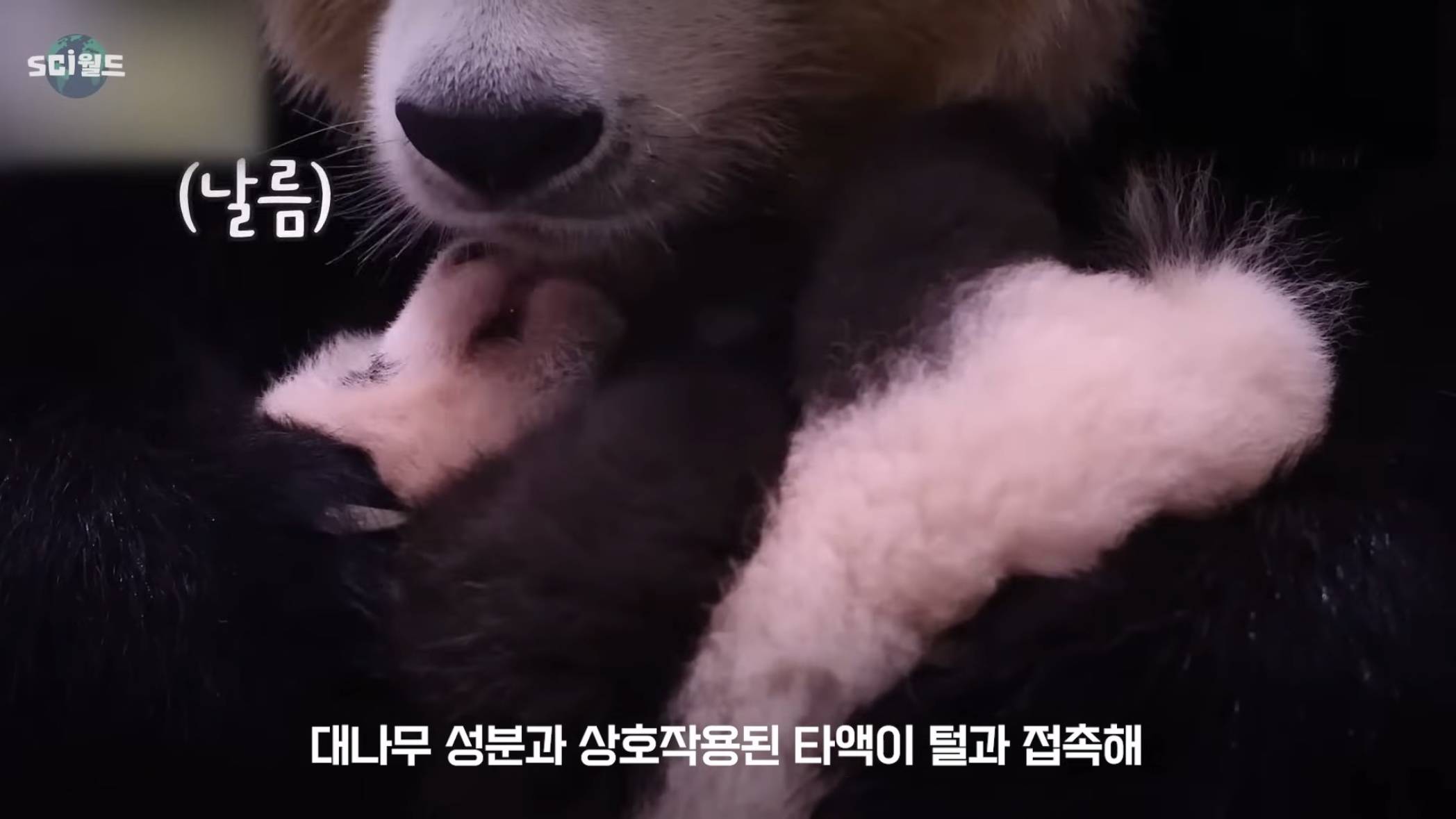 아기 판다들이 꼬질한 이유 | 인스티즈