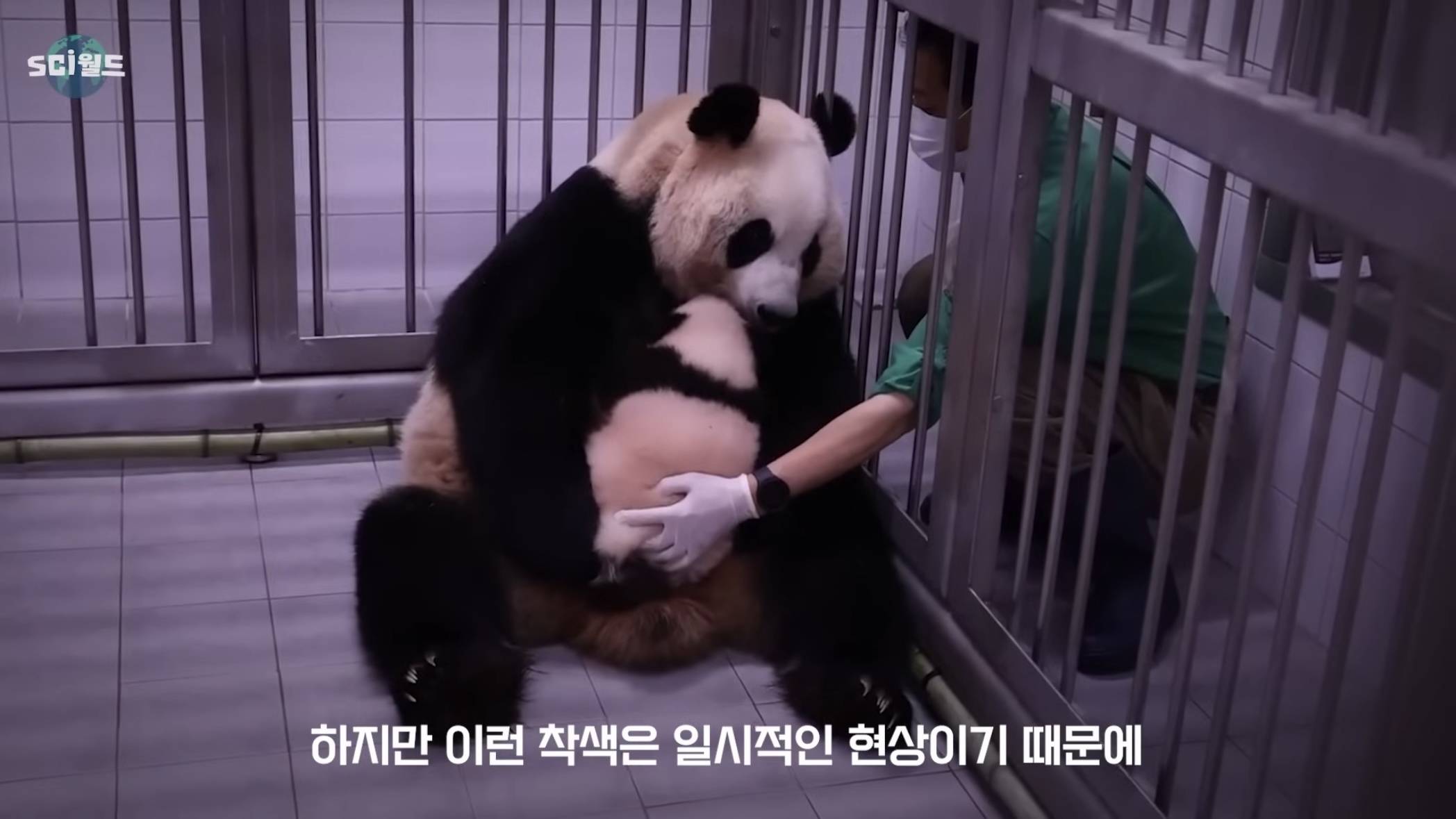 아기 판다들이 꼬질한 이유 | 인스티즈