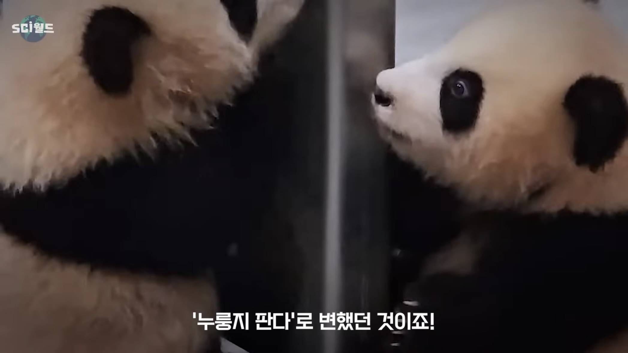 아기 판다들이 꼬질한 이유 | 인스티즈