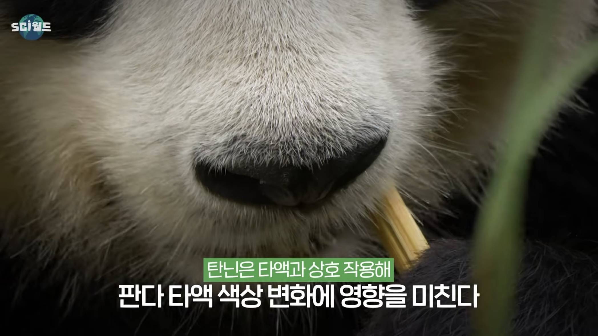 아기 판다들이 꼬질한 이유 | 인스티즈