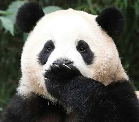 자꾸 뚱보로 만들어 놓는 화가 | 인스티즈