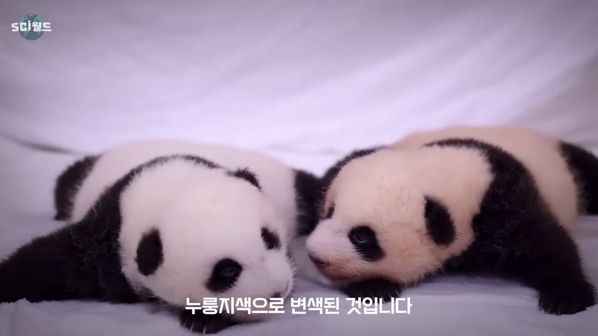 아기 판다들이 꼬질한 이유 | 인스티즈