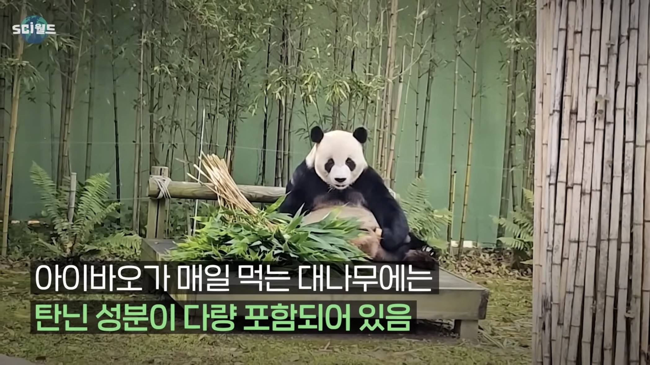 아기 판다들이 꼬질한 이유 | 인스티즈