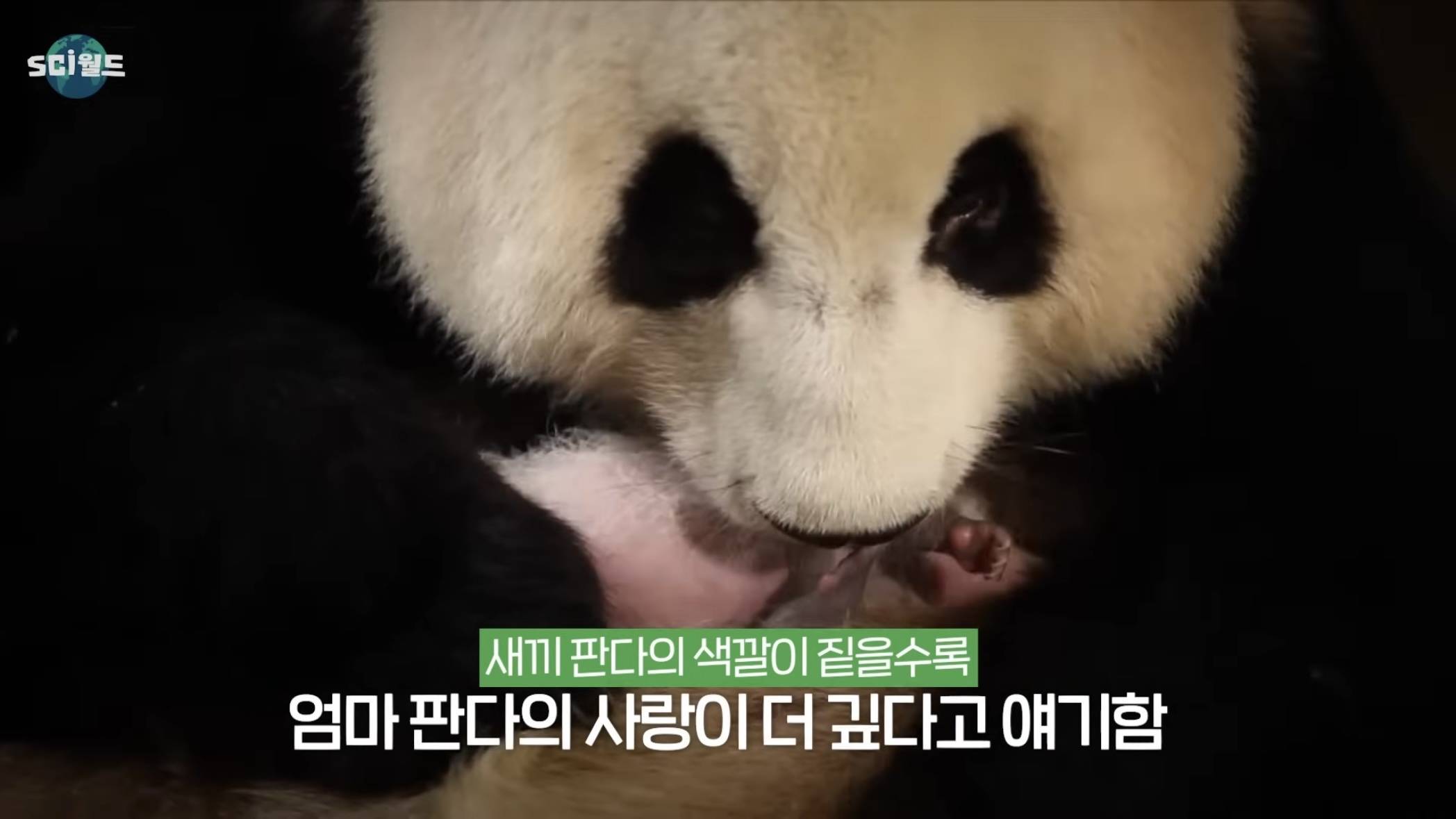 아기 판다들이 꼬질한 이유 | 인스티즈