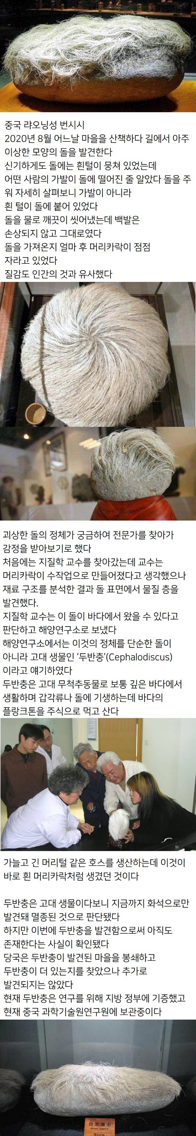 털이자라는 신비한 돌 | 인스티즈