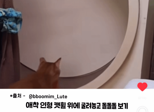 nokbeon.net-치즈냥 취미-1번 이미지