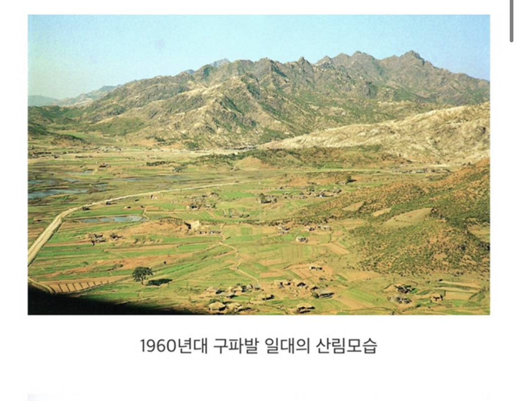 한국의 산은 원래 나무가 정말 없었음 | 인스티즈