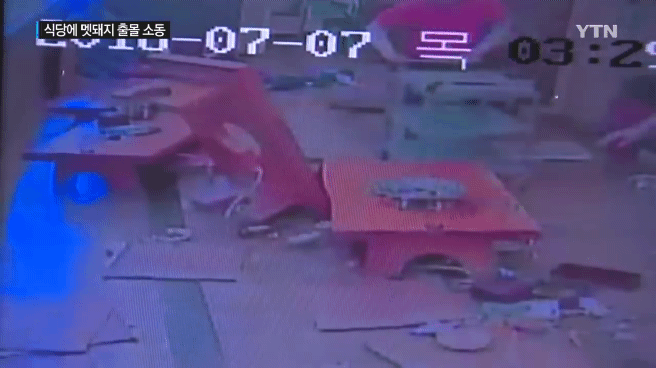 감자탕 먹다가 멧돼지가 처들어옴 | 인스티즈