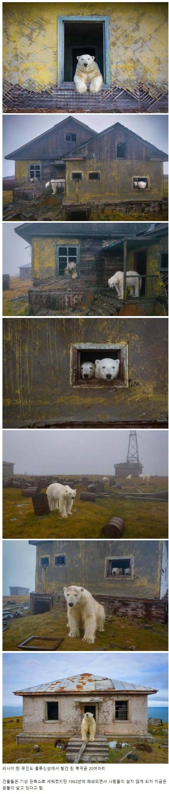 인간이 버린 건물에서 사는 북극곰 | 인스티즈