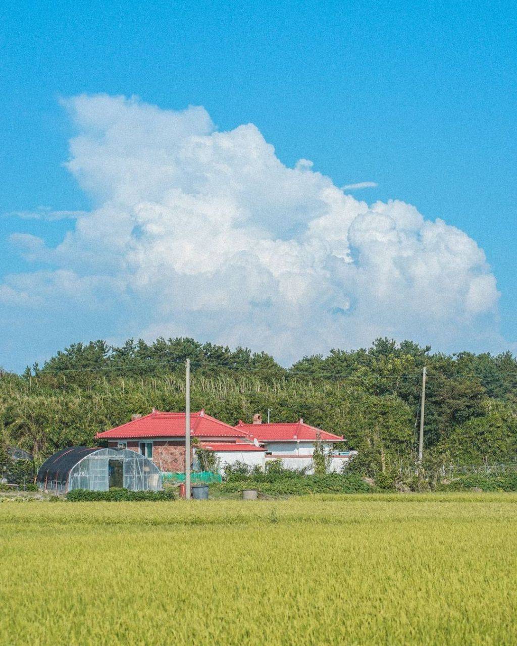 한국의 여름. 강렬함과 청량함, 그리고 아련함 | 인스티즈