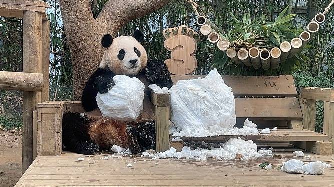 오늘 크리스마스 선물받은 푸바오 | 인스티즈