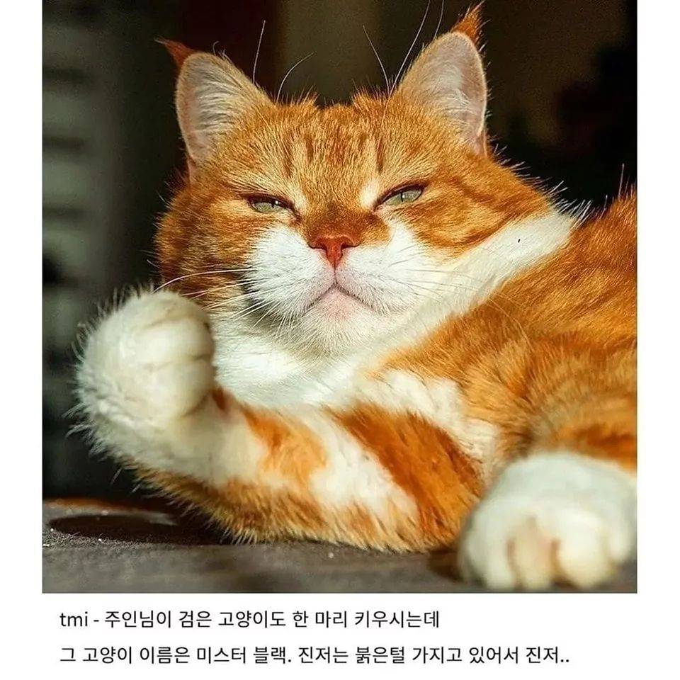러시아의 셀럽 고양이 | 인스티즈