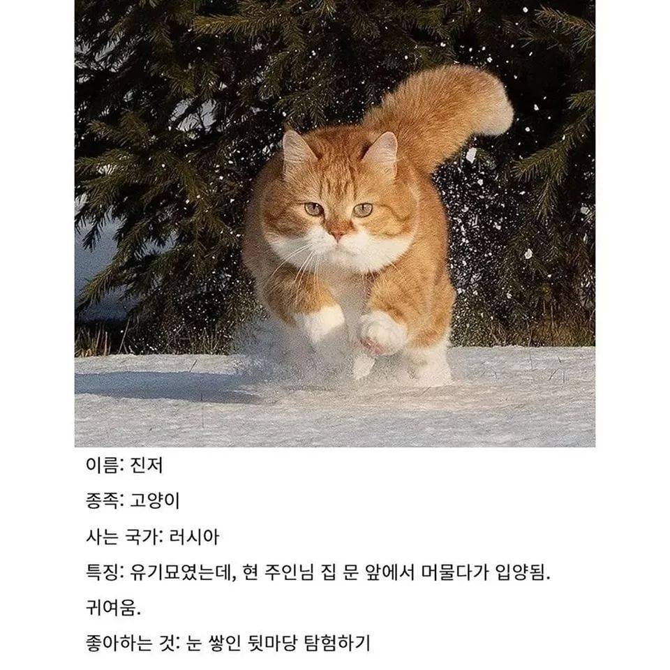 썸네일-러시아의 셀럽 고양이-이미지