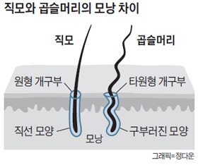 정수리에 돼지털(머리)나는이유 | 인스티즈