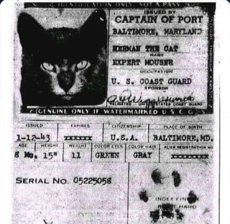 20세기에 배에 타는 쥐잡이 고양이에게 발급했던 신분증 | 인스티즈