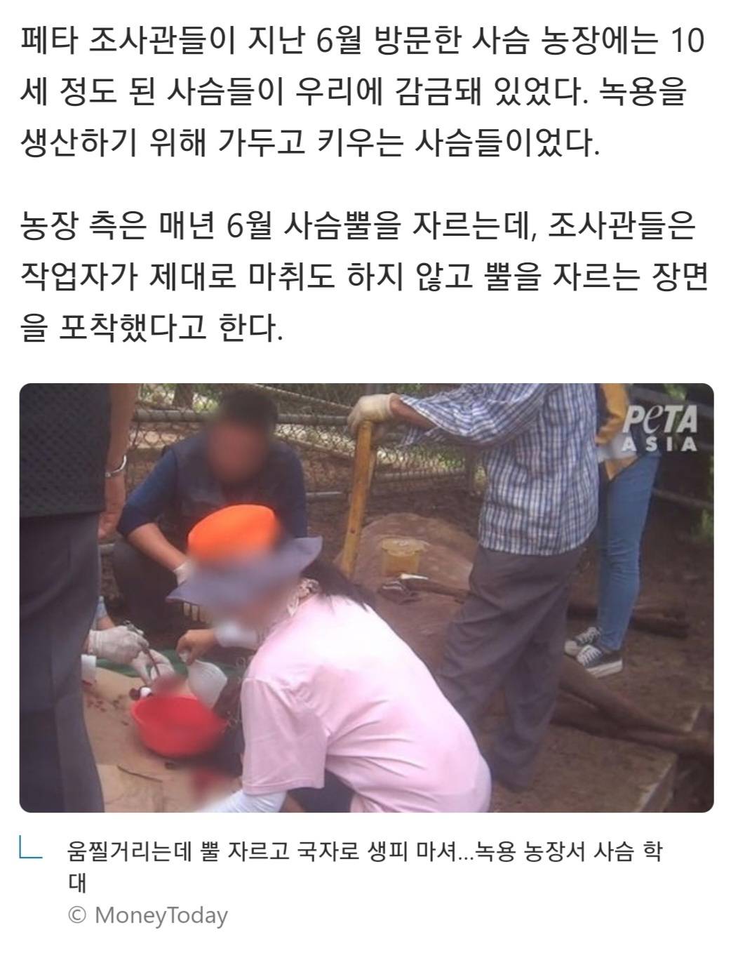 움찔거리는데 뿔 자르고 국자로 생피 마셔…녹용 농장서 사슴 학대 | 인스티즈