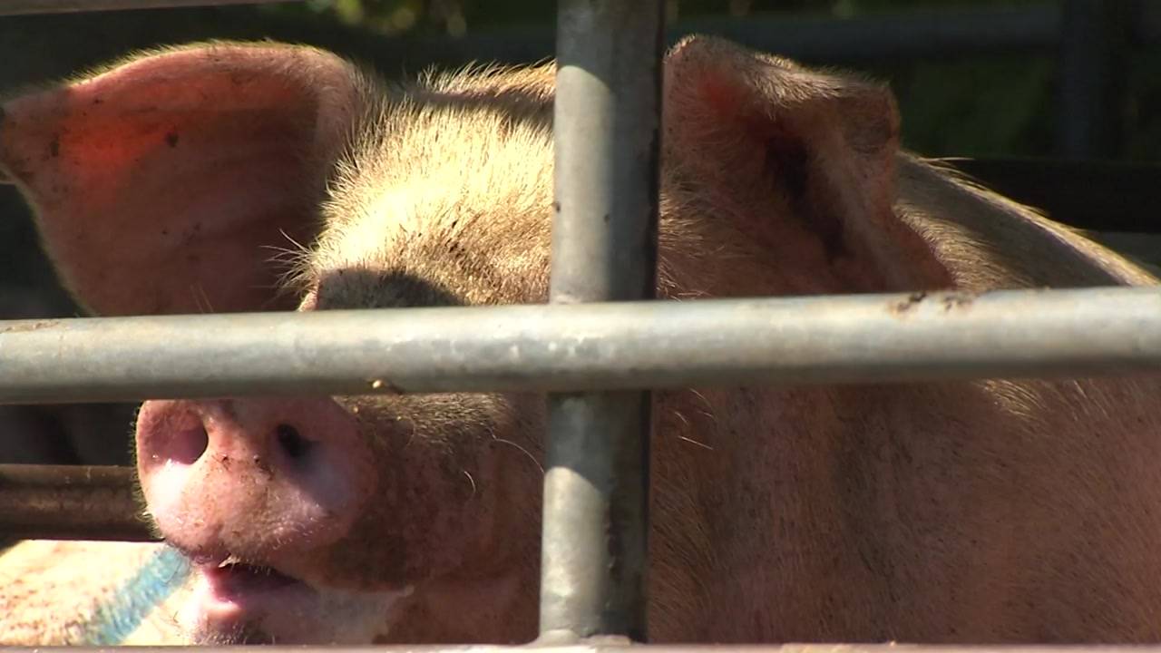 [속보] 경기도 연천 돼지농장, 아프리카 돼지열병 확진 판정 | 인스티즈