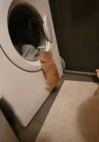 세탁기가 신기한 아기 고양이 | 인스티즈