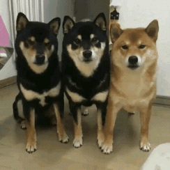 야 타이머 설정한거 맞냐?.gif | 인스티즈