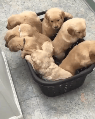 꼬물거리는 인절미 | 인스티즈