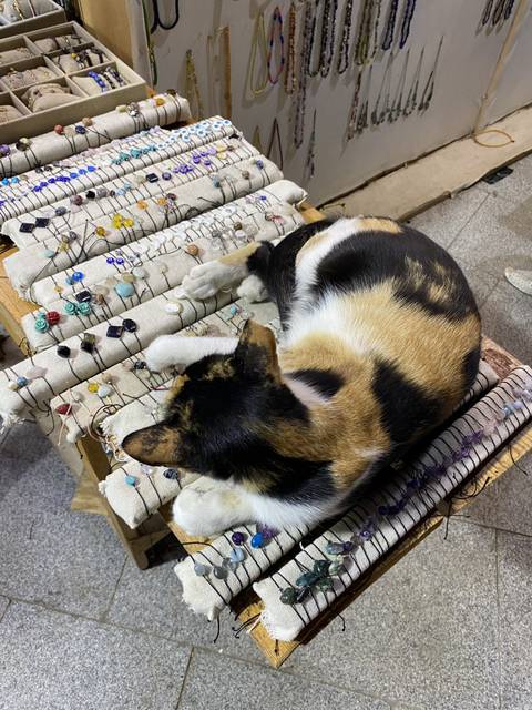 이집트, 요르단 고양이 모음집 | 인스티즈