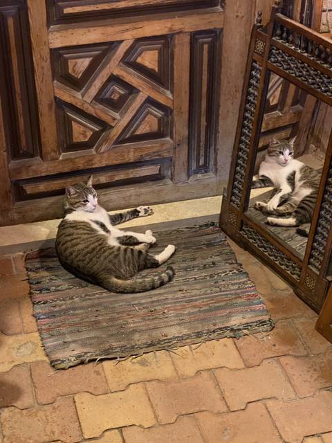 이집트, 요르단 고양이 모음집 | 인스티즈
