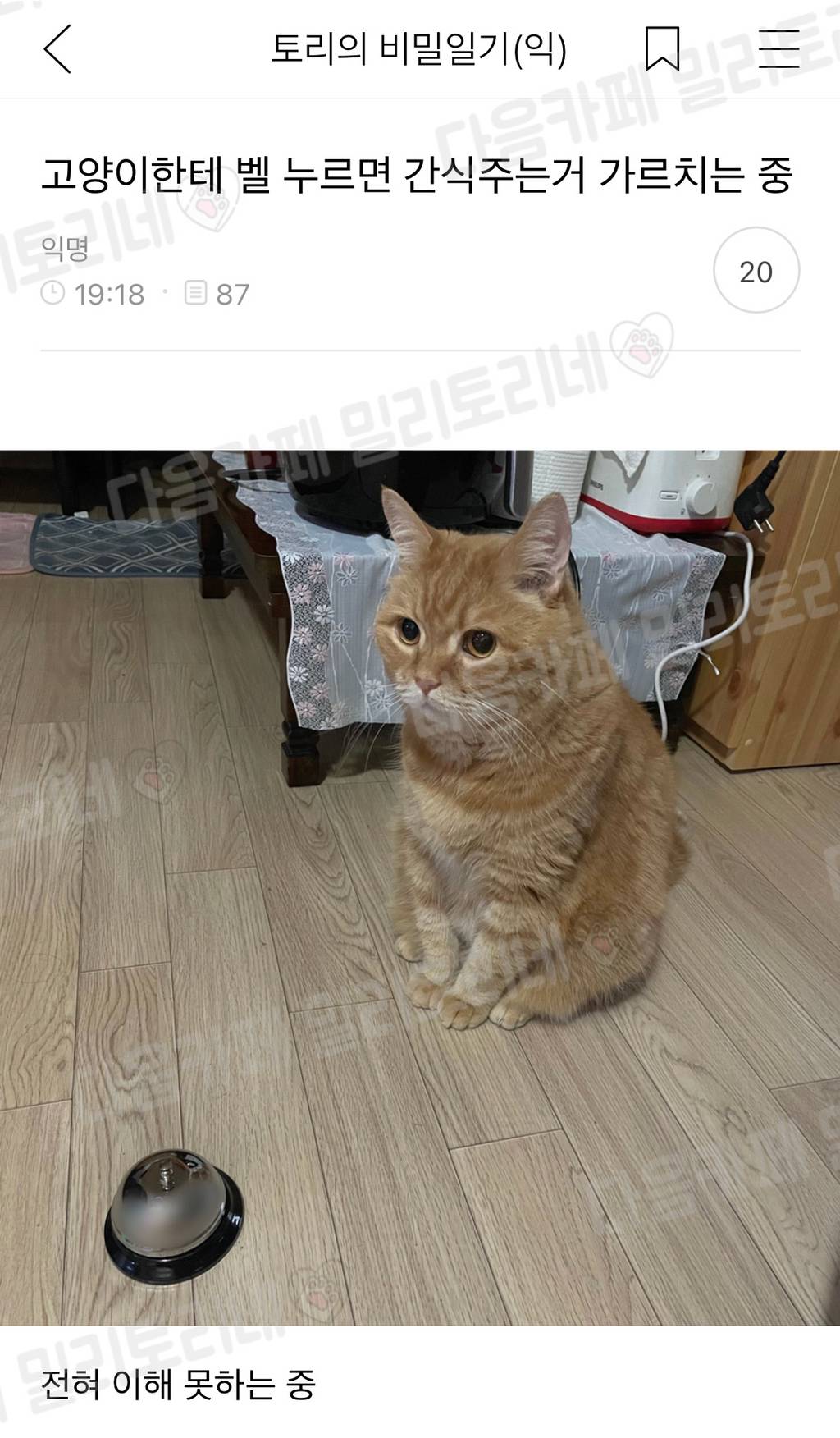nokbeon.net-고양이한테 벨 누르면 간식주는거 가르치는 중-1번 이미지