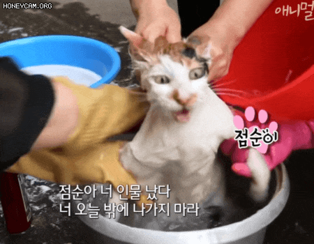 nokbeon.net-빨래 당하던 고양이 근황-1번 이미지
