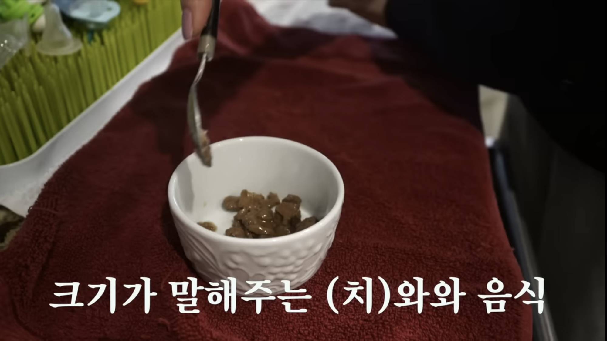 대형견들과 함께 사는 치와와 | 인스티즈