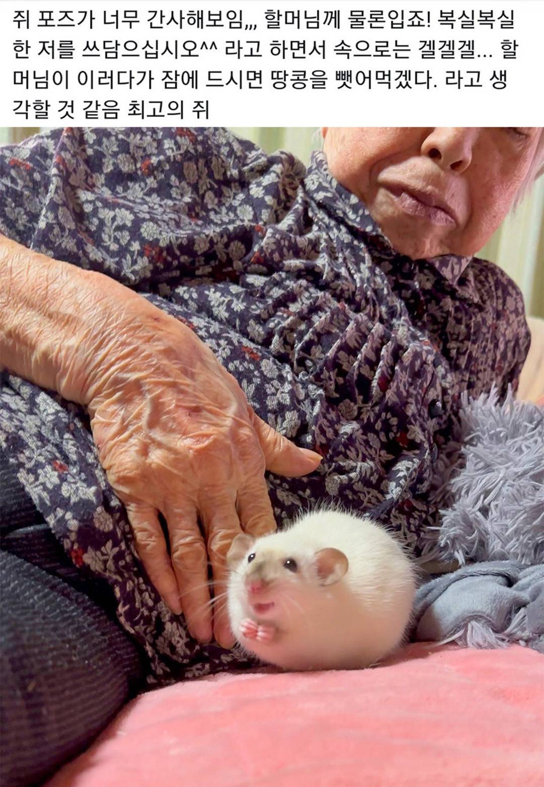 nokbeon.net-할머니 옆에 쥐 한마리-1번 이미지