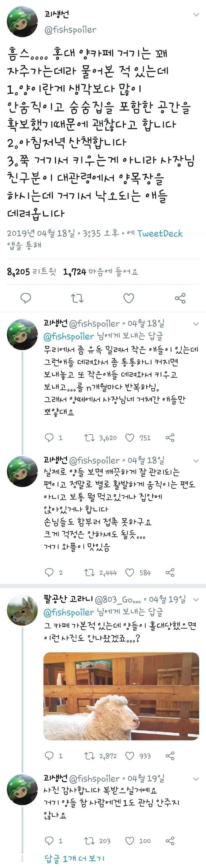 분양받은 양이 점점 뽀송해진다는 홍대 양카페 | 인스티즈