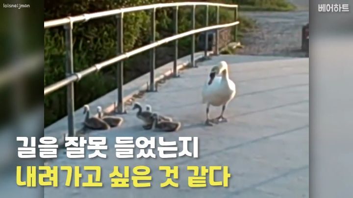 아기 백조들이 두려움을 극복하는 법 | 인스티즈