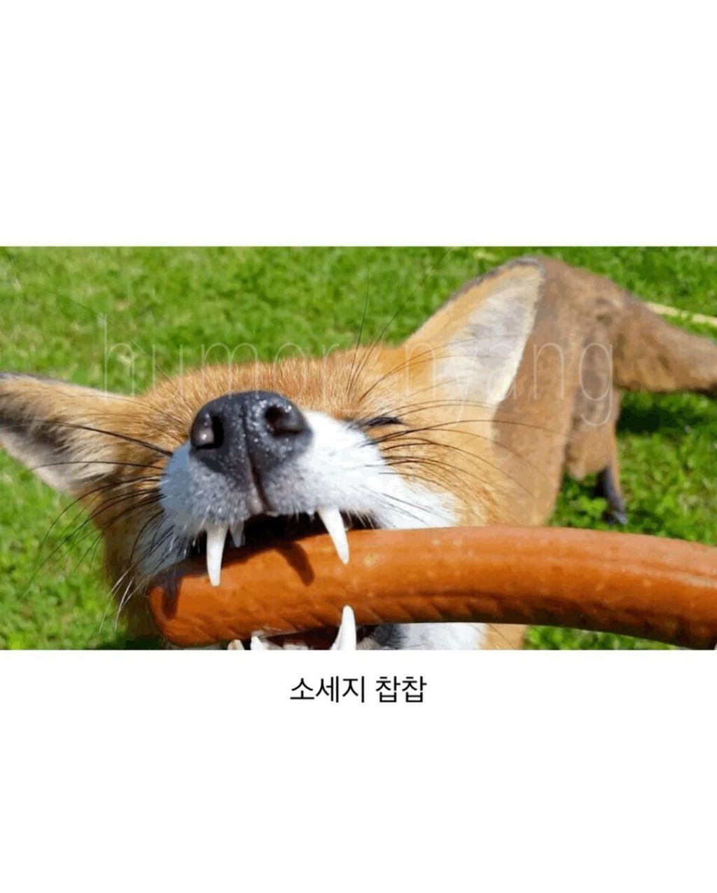 식탐 많은 여우를 알아보자 | 인스티즈