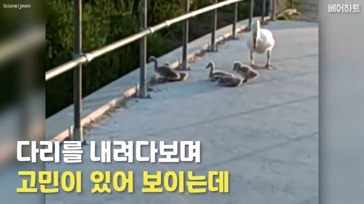 아기 백조들이 두려움을 극복하는 법 | 인스티즈